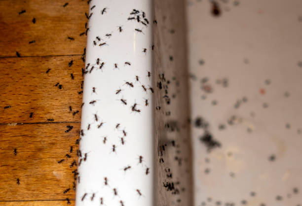 Trusted Hyde Park, UT Pest Control Experts
