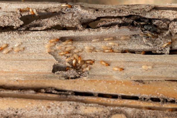 Best Affordable Pest Control Services  in Hyde Park, UT