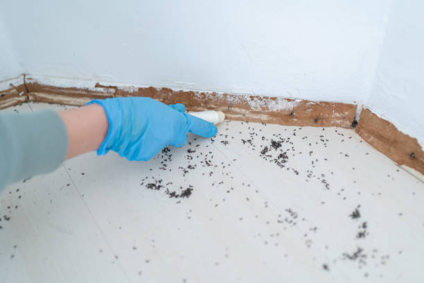 Insect Control in Hyde Park, UT