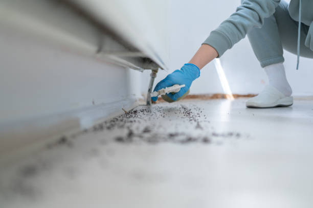 Best Wasp Removal Services  in Hyde Park, UT